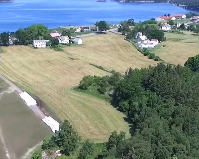 Koven i framgrunnen